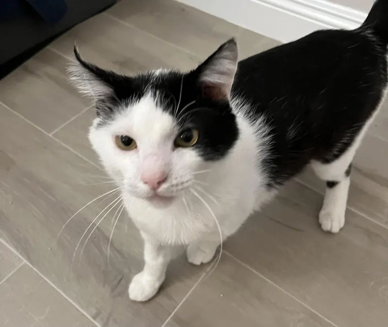 A young medium-sized male Black Domestic Short Hair cat named Twinkie for adoption in La Jolla, CA