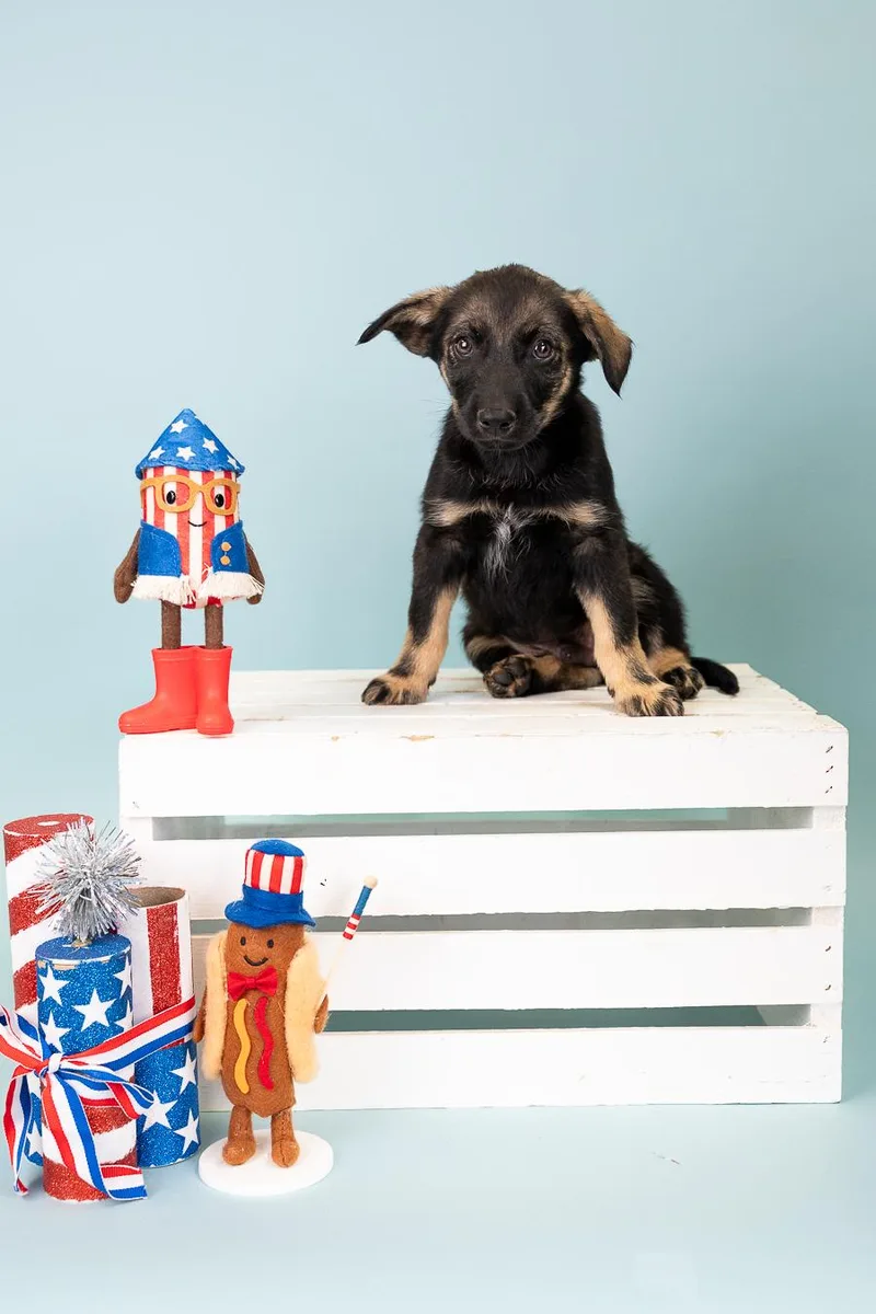 A baby medium-sized male Shepherd dog named 546-26 for adoption in Brighton, CO