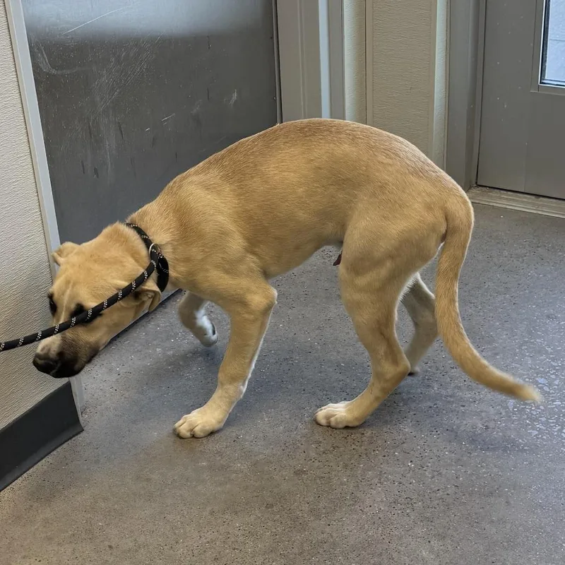 A young medium-sized male Brown / Chocolate Mixed Breed dog named Mater for adoption in Las Cruces, NM