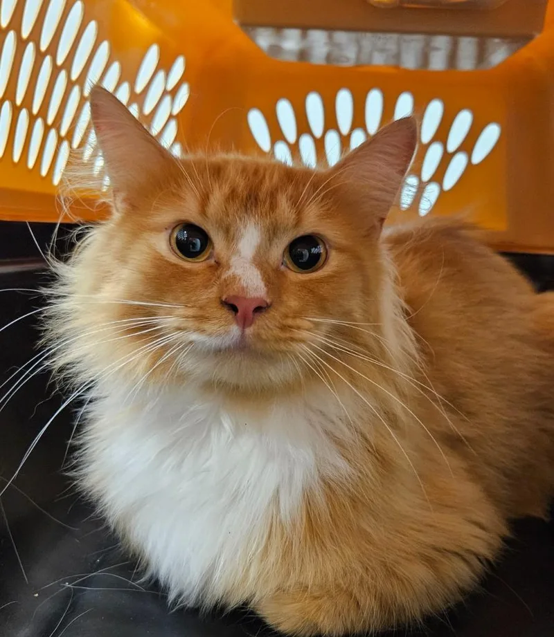 A young medium-sized male Domestic Medium Hair cat named Josh for adoption in Bloomington, IN