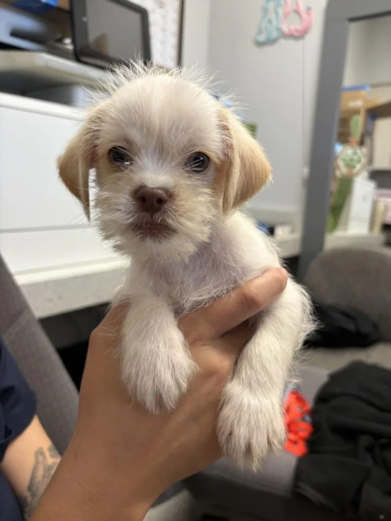 A baby small-sized male Schnauzer dog named Goliath for adoption in Olivehurst, CA