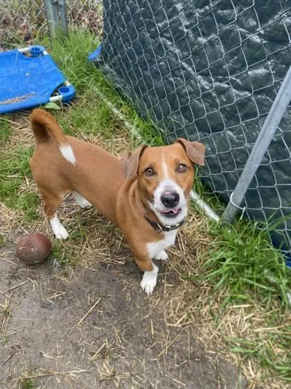 A young medium-sized male Rat Terrier dog named Shadow Man for adoption in Hobart, IN