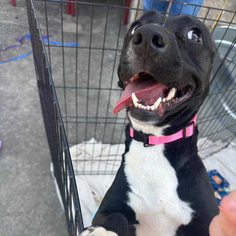 An adult medium-sized female Black Mixed Breed dog named May for adoption in Charleston, WV