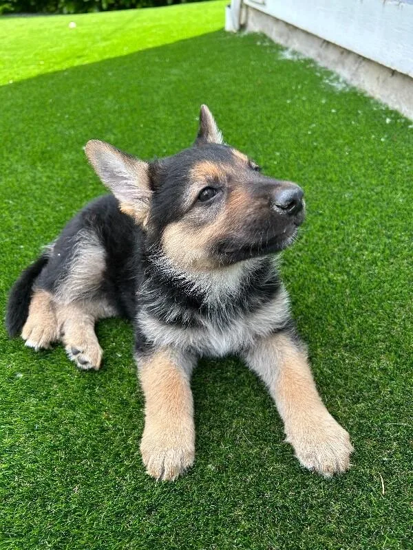 A young large-sized male German Shepherd Dog dog named Odin for adoption in Seattle, WA