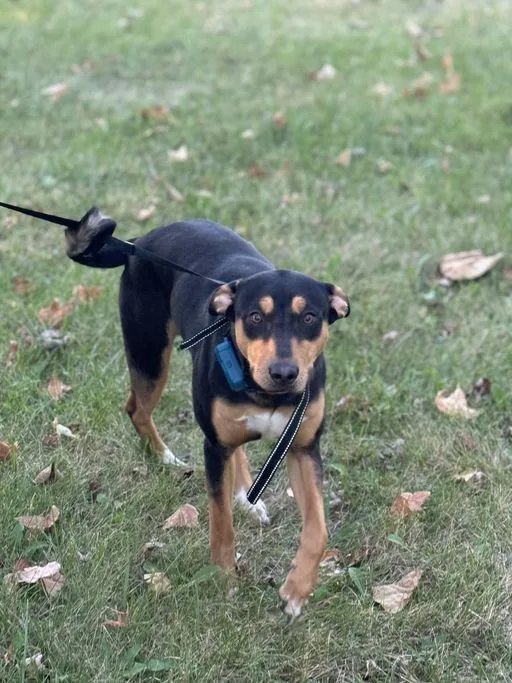 An adult medium-sized male Miniature Pinscher dog named Marlo for adoption in Mexico, MO