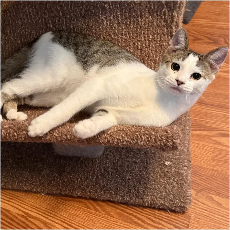 A baby medium-sized male Brown / Chocolate Domestic Short Hair cat named Dexter for adoption in Georgetown, KY