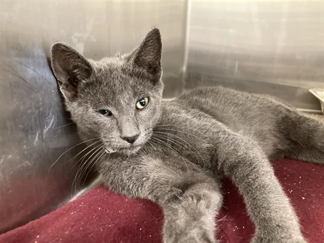 A baby small-sized male Domestic Short Hair cat named Starlord for adoption in Tustin, CA