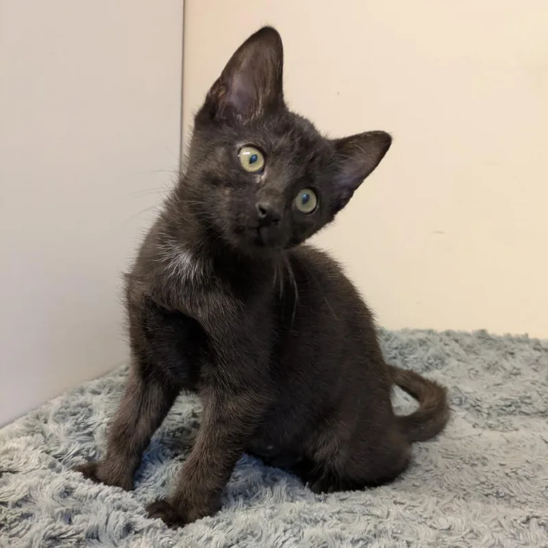 A baby small-sized female Black Domestic Short Hair cat named Mira for adoption in Normal, IL