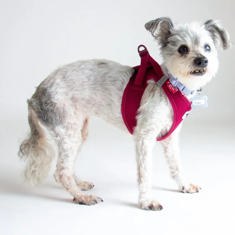 A senior small-sized female Gray / Blue / Silver Terrier dog named Oreo for adoption in San Francisco, CA