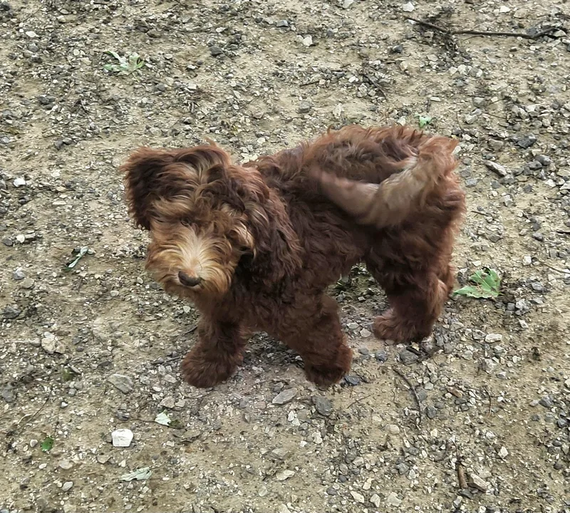 A baby medium-sized female Brown / Chocolate Labradoodle dog named Wheat for adoption in Liberty Center, OH