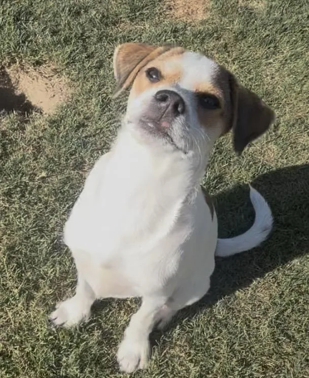 A young small-sized male Chihuahua dog named Woody for adoption in Bakersfield, CA