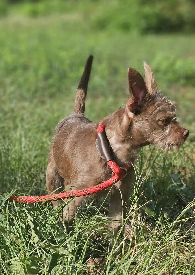 A baby small-sized male Yorkshire Terrier dog named Brownie for adoption in Wakefield, RI