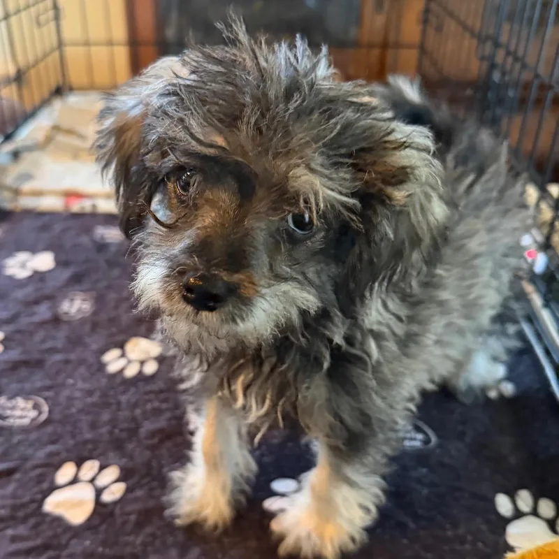 A baby small-sized male Black Miniature Schnauzer dog named Ash for adoption in Sacramento, CA