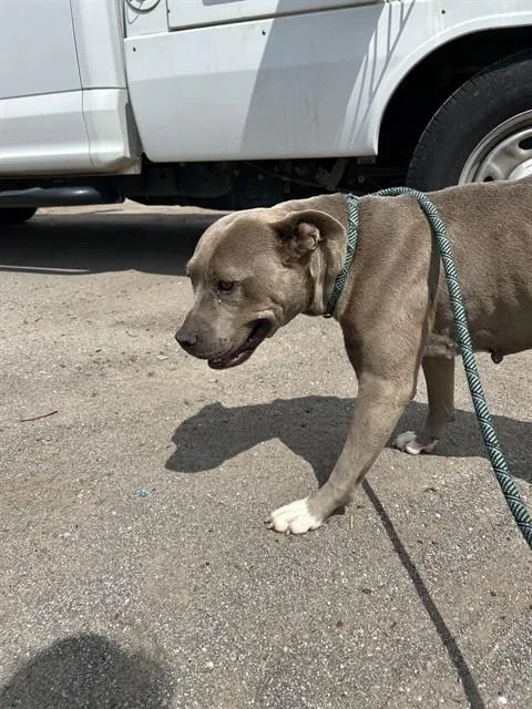 An adult medium-sized female Pit Bull Terrier dog named A for adoption in Oklahoma City, OK