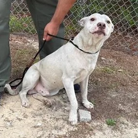 An adult medium-sized male White / Cream Mixed Breed dog named Victor for adoption in Defuniak Springs, FL