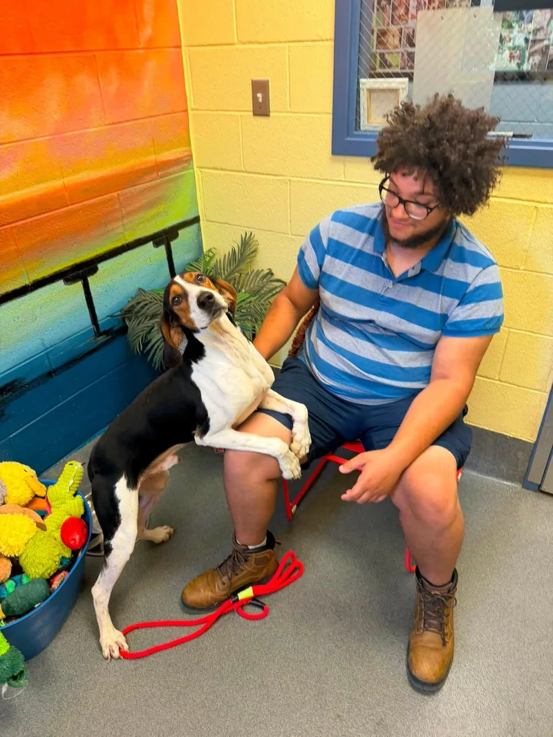 An adult medium-sized male Tricolor (Brown, Black, & White) Hound dog named Ford for adoption in Amherst, VA