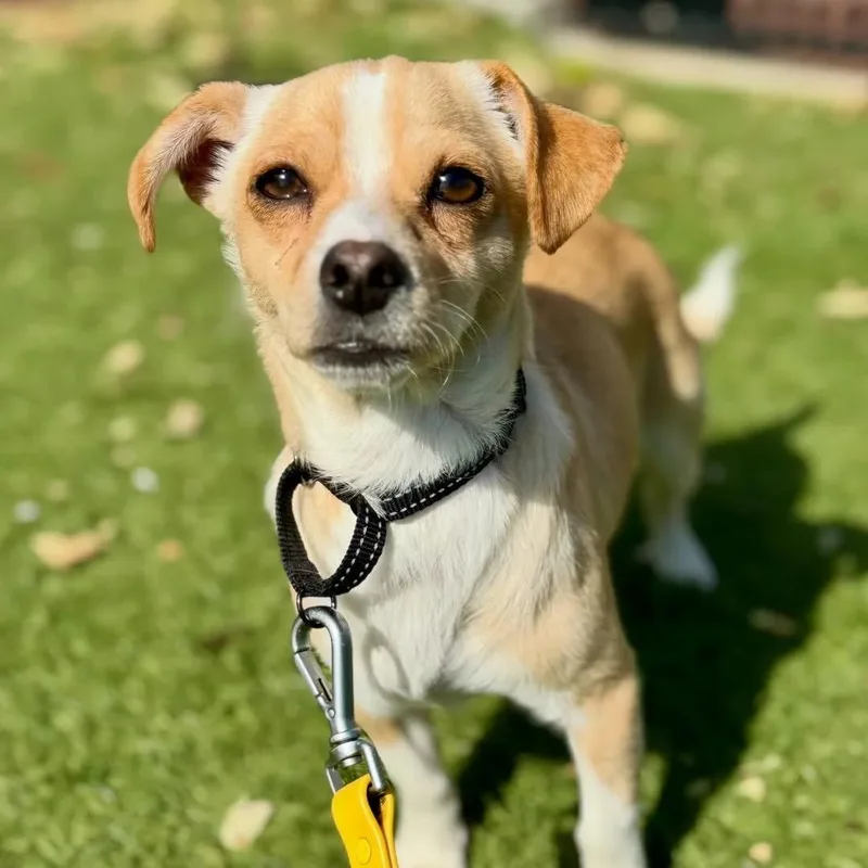 A young small-sized male Miniature Dachshund dog named Twinkie for adoption in San Francisco, CA