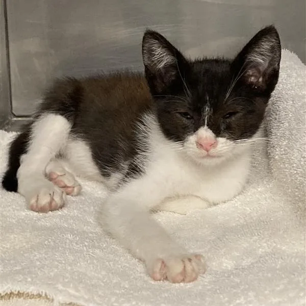 A baby small-sized male Black Domestic Short Hair cat named Peep for adoption in Hawthorne, CA