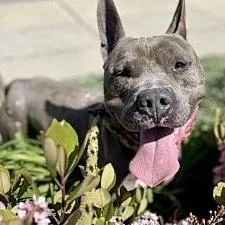 Irondale thumbnail 3