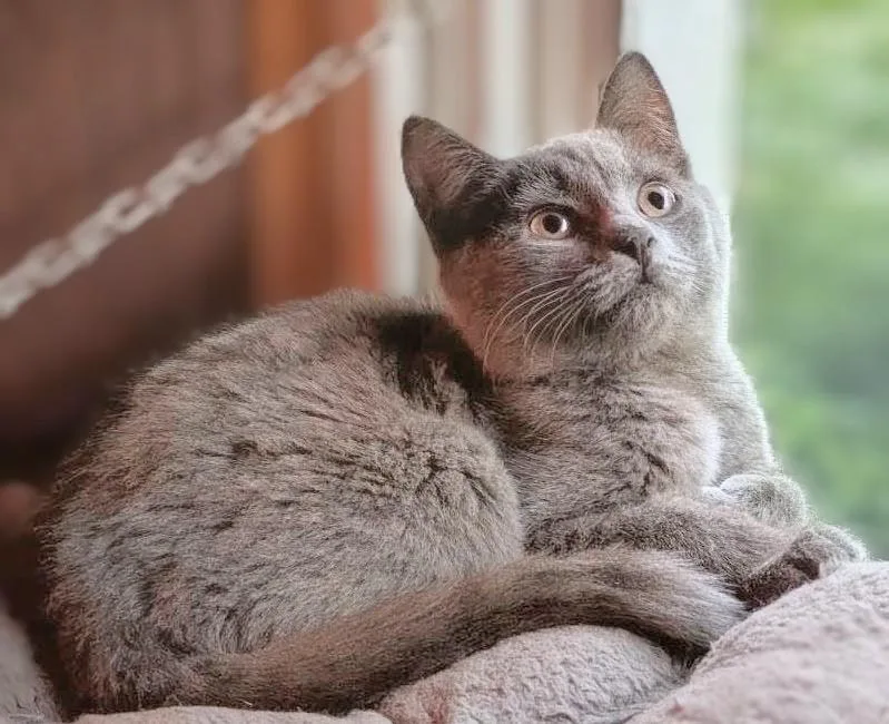 A baby medium-sized female Gray / Blue / Silver Maine Coon cat named Dahlia for adoption in Melrose, MA