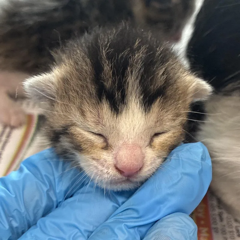 A baby small-sized male Brown / Chocolate Domestic Short Hair cat named Arris for adoption in San Antonio, TX