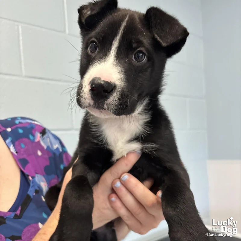 A baby medium-sized male Labrador Retriever dog named Theon for adoption in Washington, DC