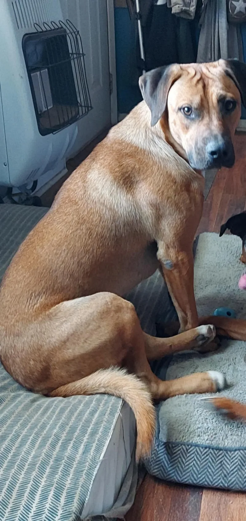 Luke Duke thumbnail 4