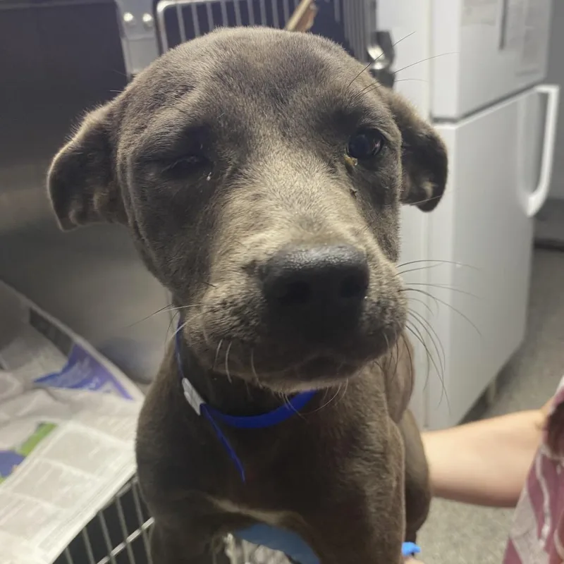 A young small-sized male Gray / Blue / Silver Labrador Retriever dog named Arnold Palmer for adoption in Hattiesburg, MS