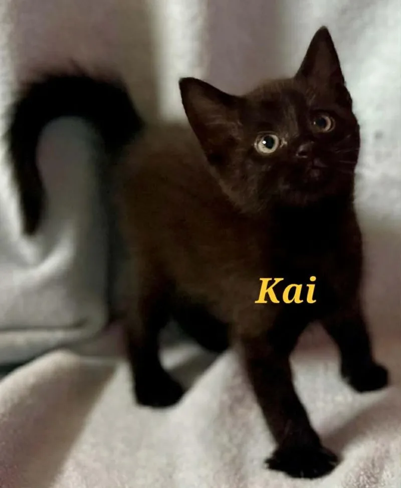 A baby small-sized male Black Domestic Short Hair cat named Kai for adoption in New Cumberland, WV
