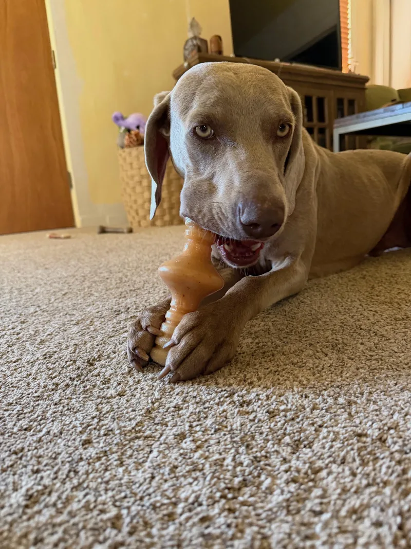 Murphy thumbnail 4