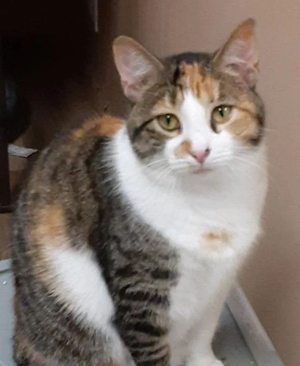 A young medium-sized female Domestic Short Hair cat named Willow for adoption in Massapequa, NY