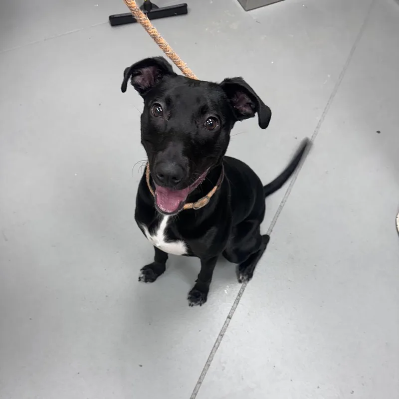 A young medium-sized female Black Mixed Breed dog named Strayuniversityavenue for adoption in Columbus, GA