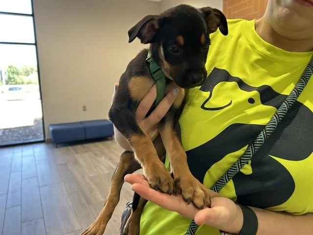 Maximus