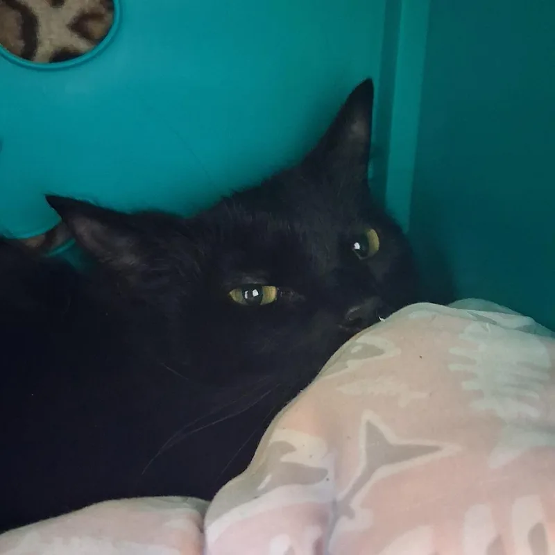 An adult medium-sized male Black Domestic Medium Hair cat named Thomas for adoption in West Palm Beach, FL