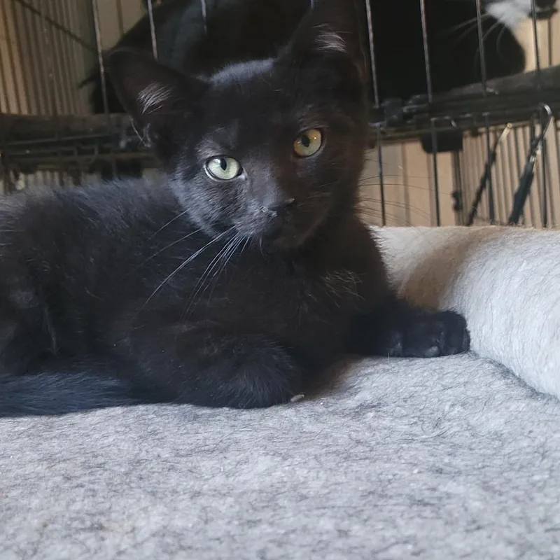 A baby small-sized male Domestic Short Hair cat named Moon Pie for adoption in Portage, MI