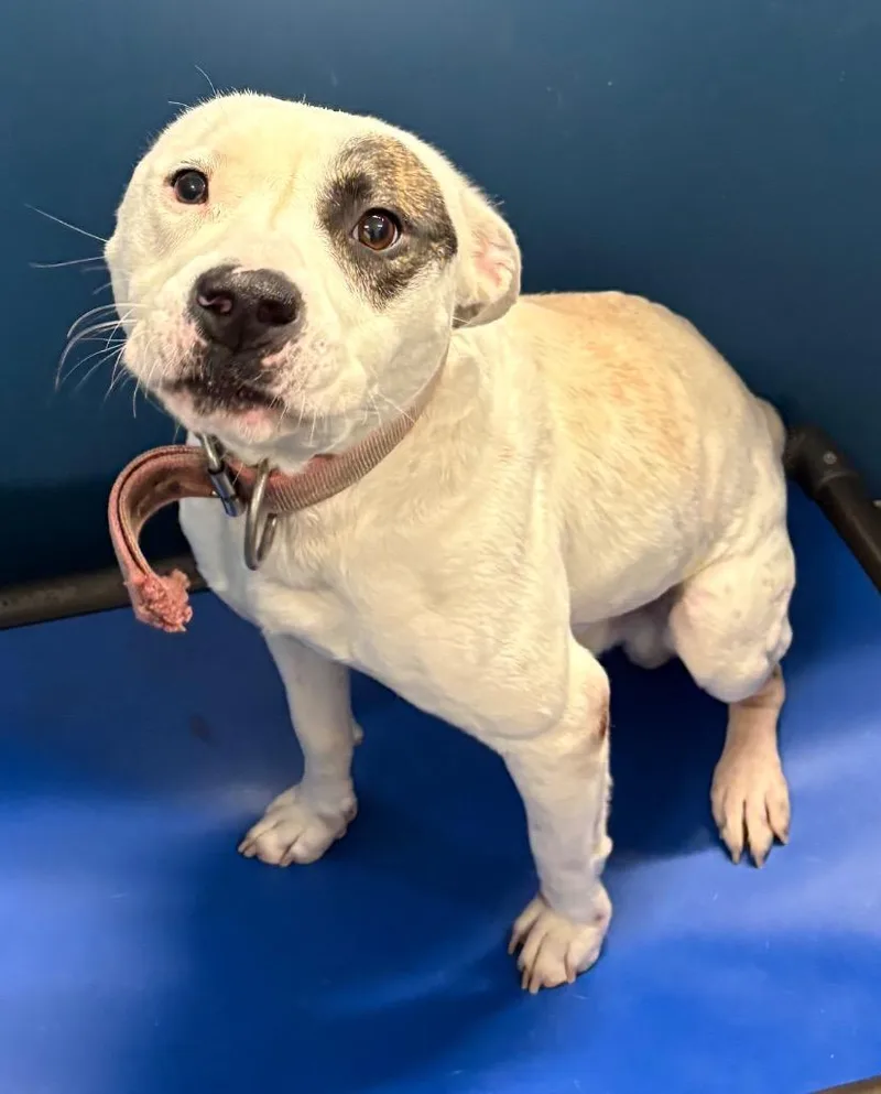 A young large-sized male Mixed Breed dog named Alfred for adoption in Henderson, NC