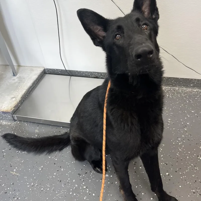 A young large-sized male Black Mixed Breed dog named Phantom for adoption in Columbiana, AL