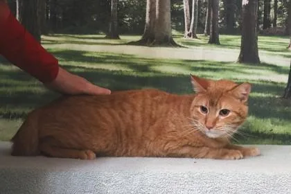 An adult small-sized male Domestic Short Hair cat named Moose for adoption in West Chester, PA