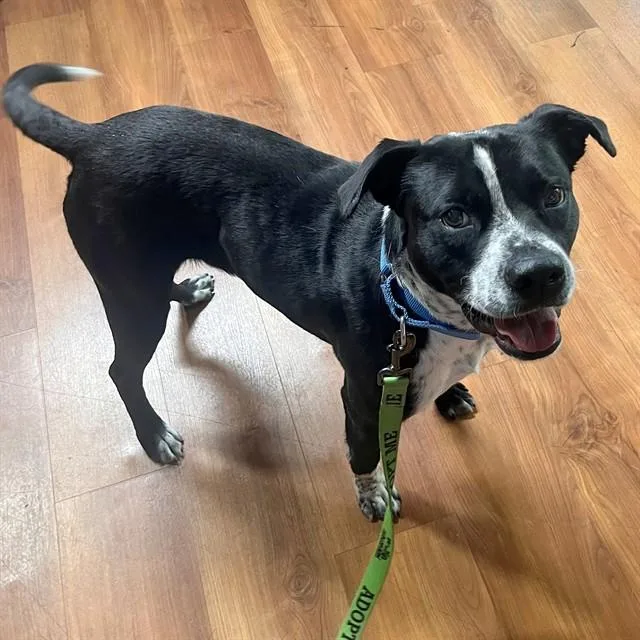 A young medium-sized male Labrador Retriever dog named Wally for adoption in St. Louis, MO