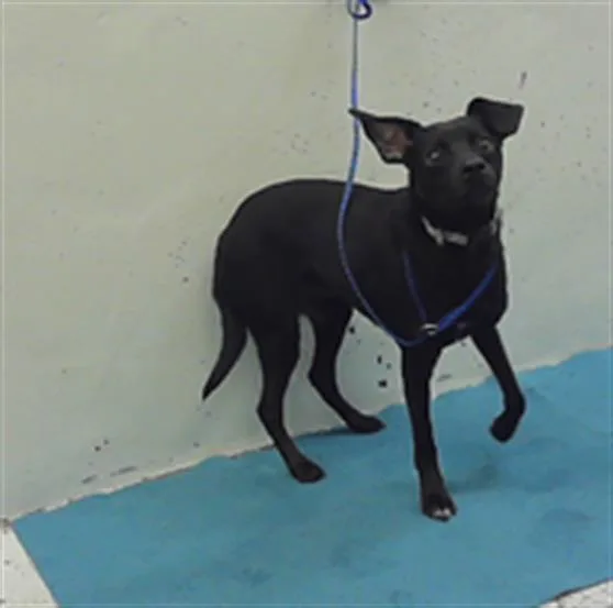 A young small-sized male Chihuahua dog named Charlie for adoption in Houston, TX