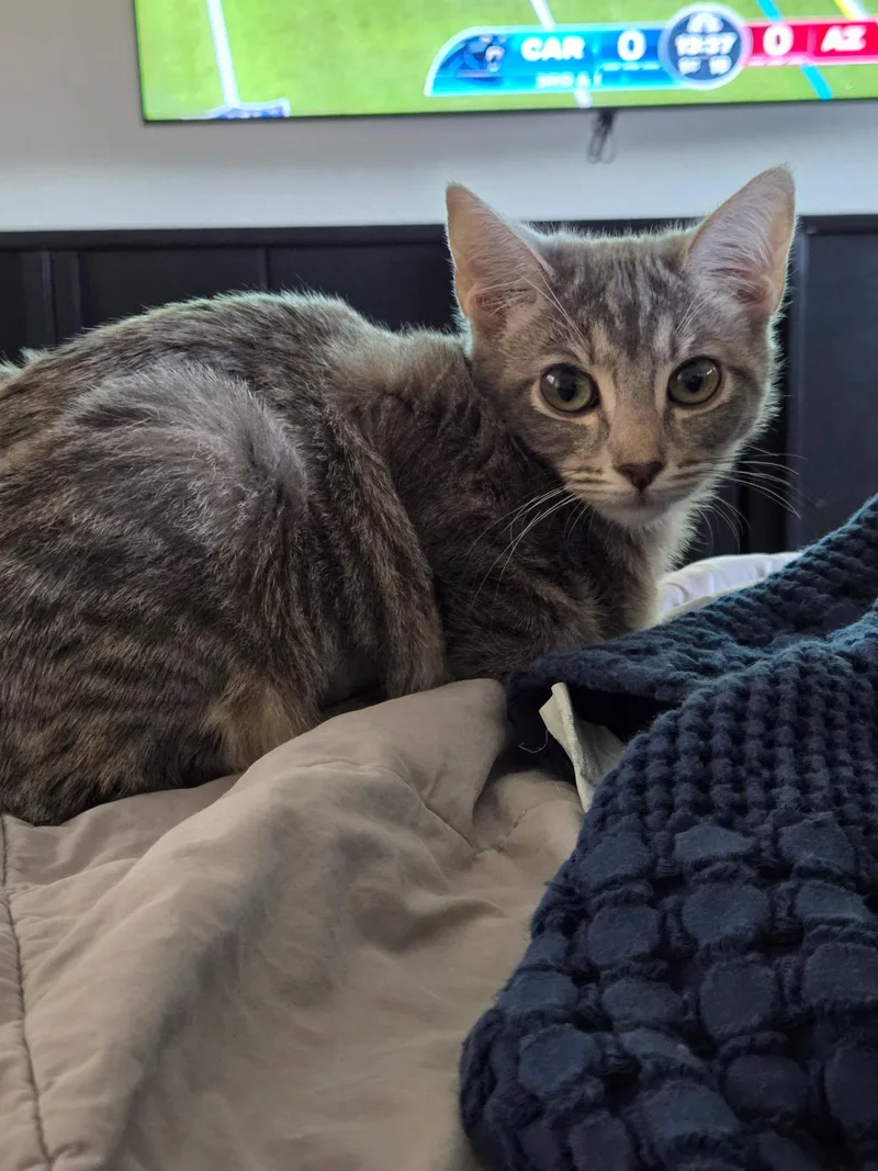 A baby small-sized female Tabby (Gray / Blue / Silver) Domestic Short Hair cat named Hemingway for adoption in Youngtown, AZ