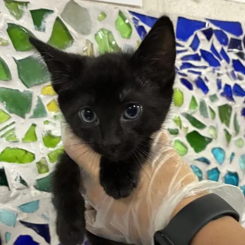 A baby medium-sized male Domestic Short Hair cat named Gordon for adoption in Pensacola, FL