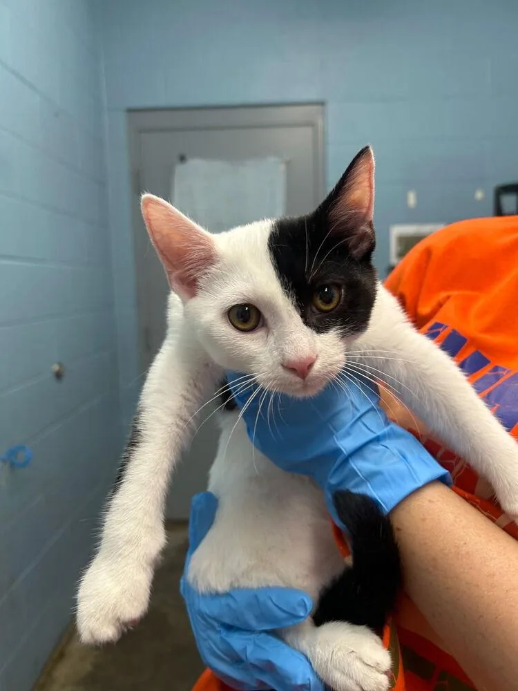 A young small-sized male Black & White / Tuxedo Domestic Short Hair cat named Jack Sparrow for adoption in Evansville, IN