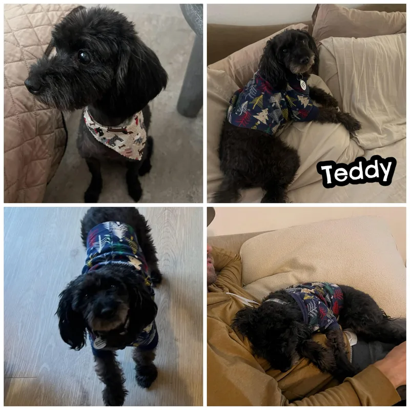 Teddy