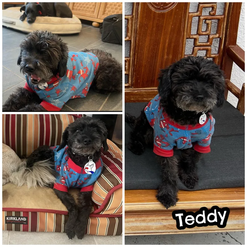 Teddy thumbnail 2