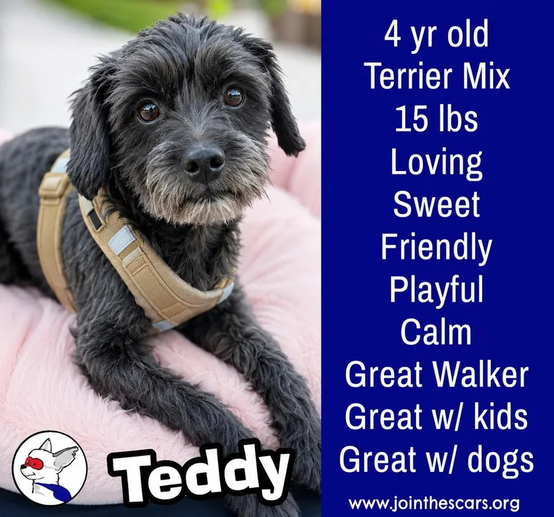Teddy thumbnail 4