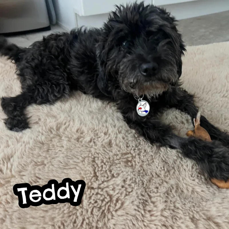 Teddy thumbnail 5