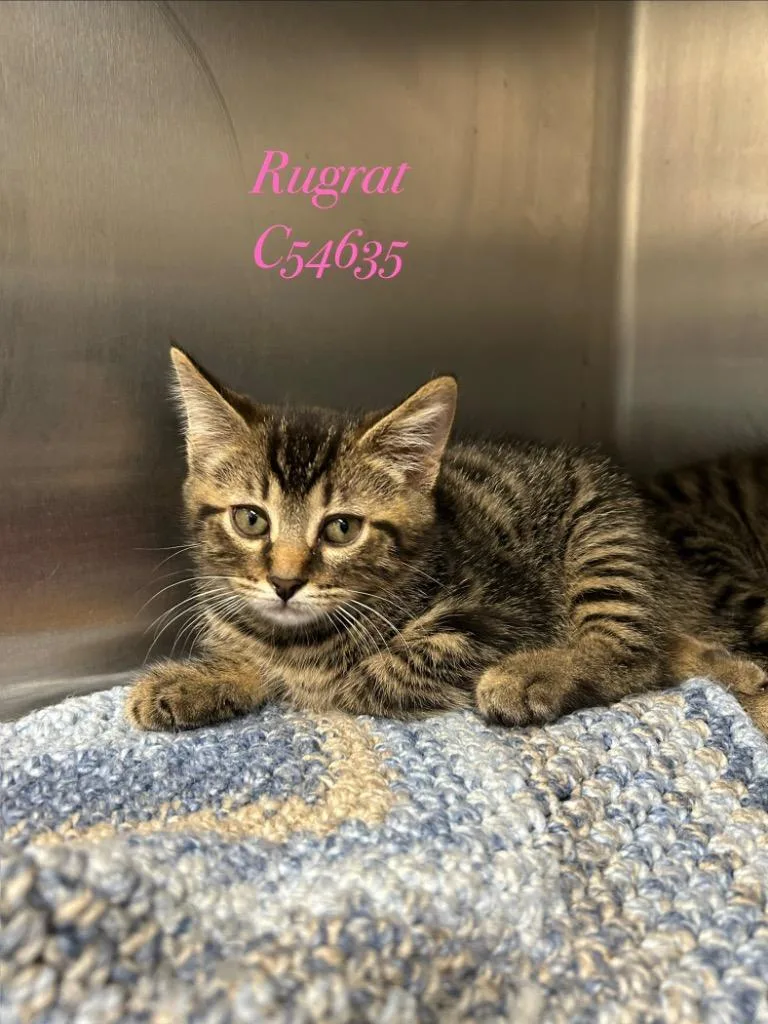 A baby medium-sized male Domestic Long Hair cat named Rugrat for adoption in Clarksville, TN