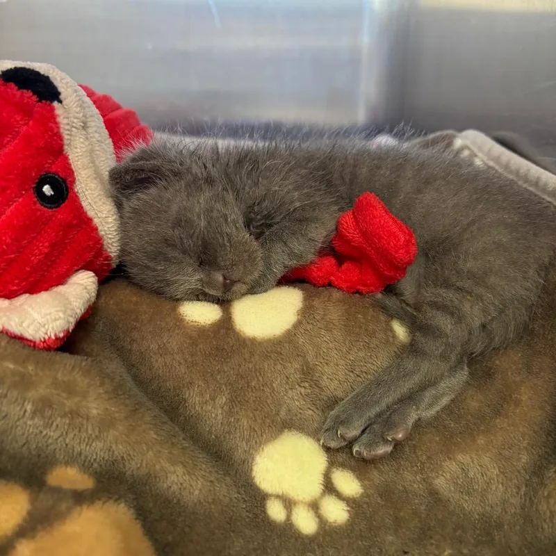 A baby small-sized female Gray / Blue / Silver Domestic Short Hair cat named Thistle for adoption in Kanab, UT