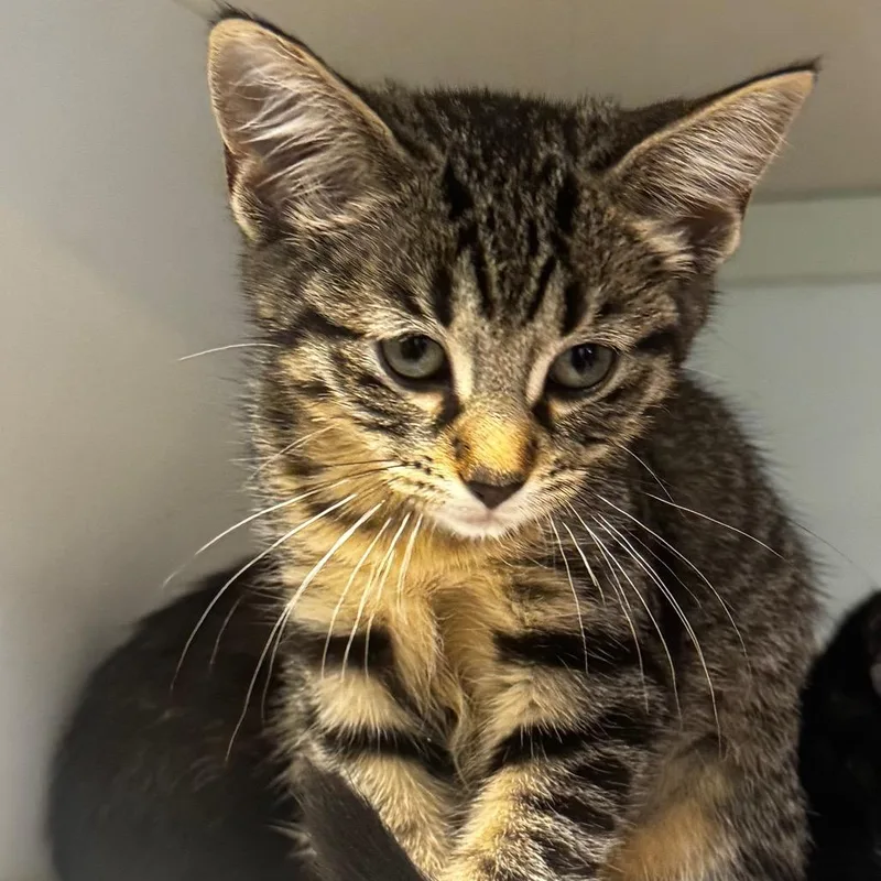 A baby small-sized female Brown / Chocolate Domestic Short Hair cat named Mikey Baker for adoption in Wheeling, IL